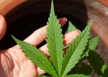 Anvisa discute nesta quarta regras para a produção de cannabis no país