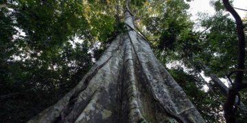 licenciamento ambiental e COP 30 marcam atividade no Senado — Senado Notícias