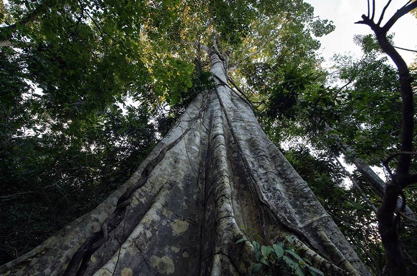 licenciamento ambiental e COP 30 marcam atividade no Senado — Senado Notícias