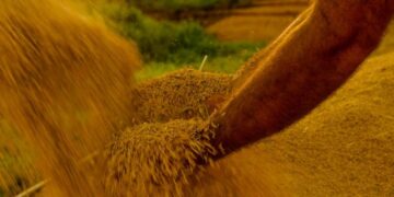 Lei reconhece Mirim Doce, em Santa Catarina, como Capital Nacional do Melhor Arroz – Notícias