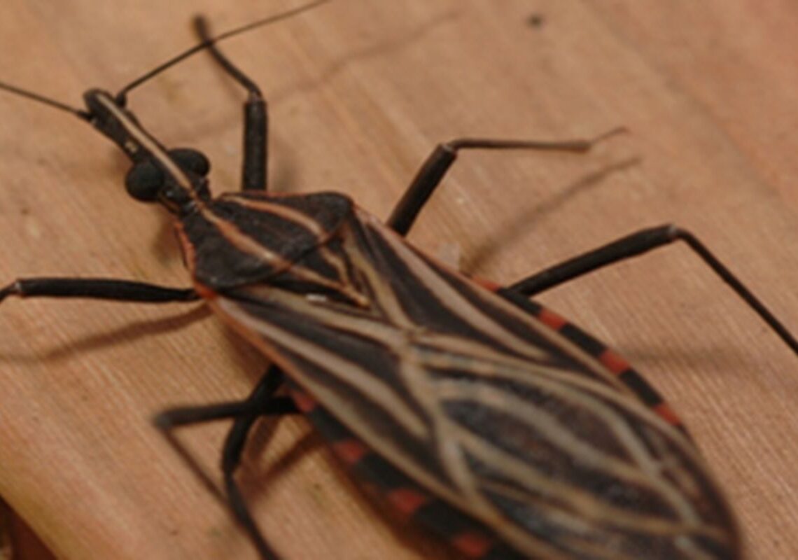 Ananindeua, no Pará, tem surto de casos da doença de Chagas