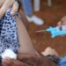 Cobertura vacinal contra HPV atinge 95,81% na capital paulista
