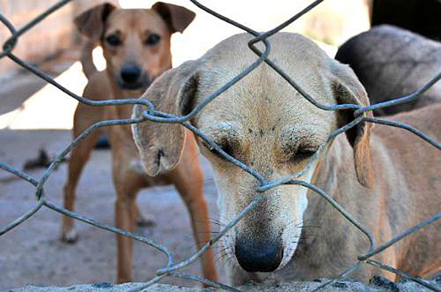 Senadores querem endurecer punição para maus-tratos a animais — Senado Notícias