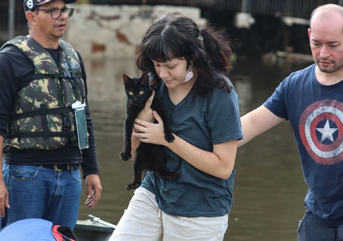 Senado aprova política de proteção a animais resgatados em desastres