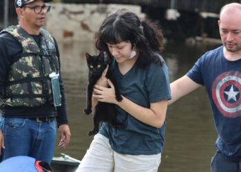 Senado aprova política de proteção a animais resgatados em desastres