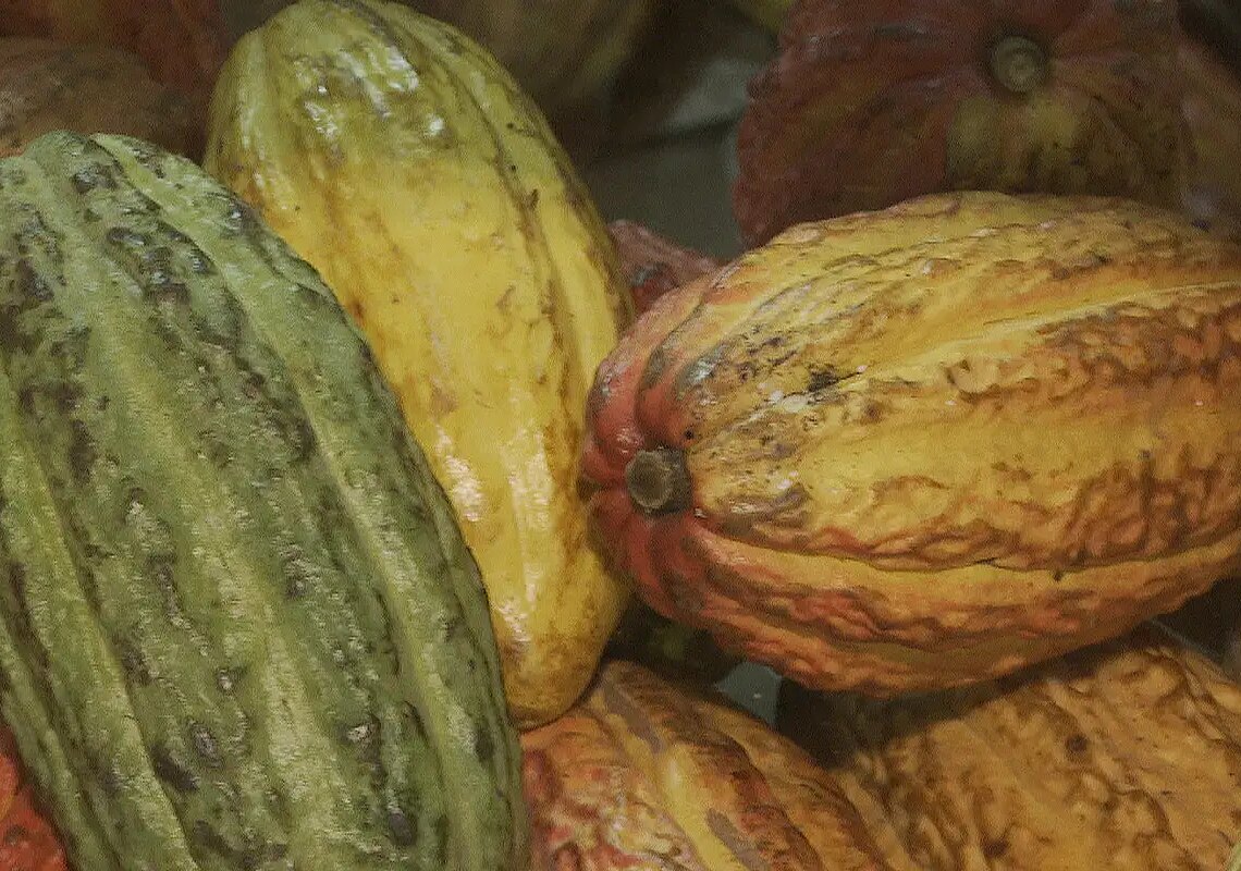 Governo suspende importação de cacau da Costa do Marfim