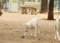 Estatuto dos Cães e Gatos prevê penas para quem maltratar animais