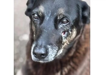 Hospital veterinário municipal passa a funcionar 24 horas em São Paulo