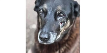 Hospital veterinário municipal passa a funcionar 24 horas em São Paulo