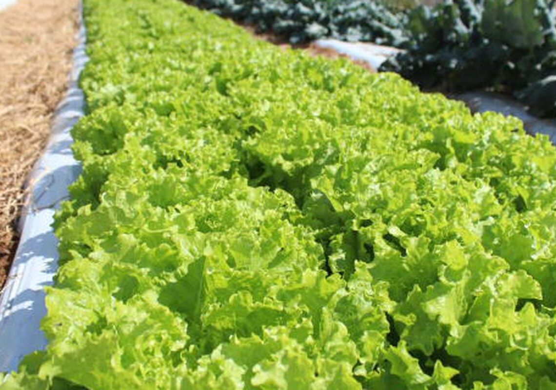 Embrapa inaugura Unidade Mista de Pesquisa e Inovação em Mato Grosso