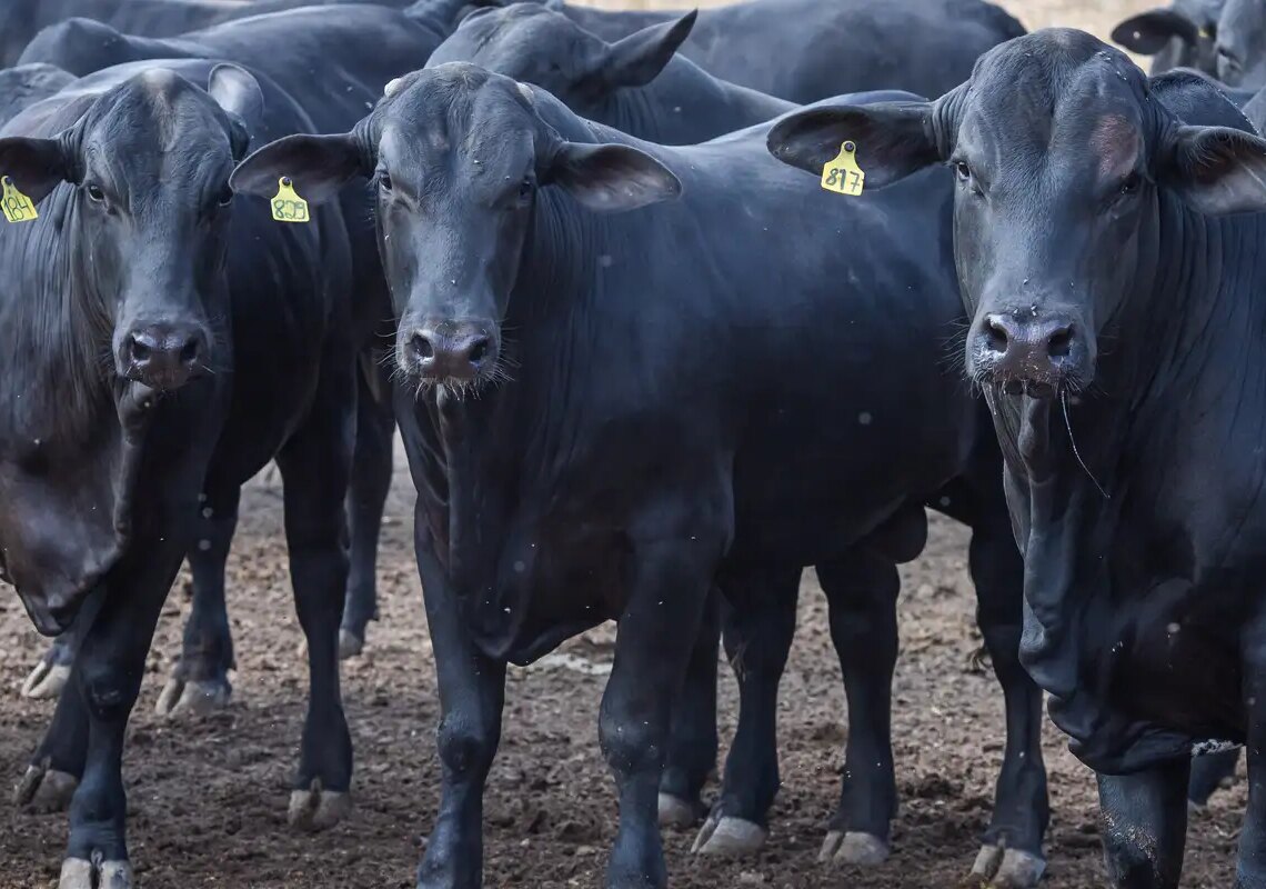 CMN reduz juros de financiamentos a cooperativas rurais pelo Pronaf