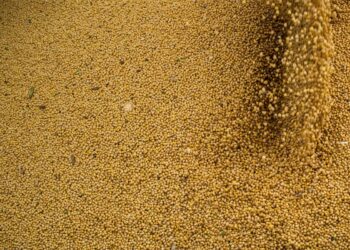 Agro cresce 11,7%, impulsiona PIB e ganha participação na economia