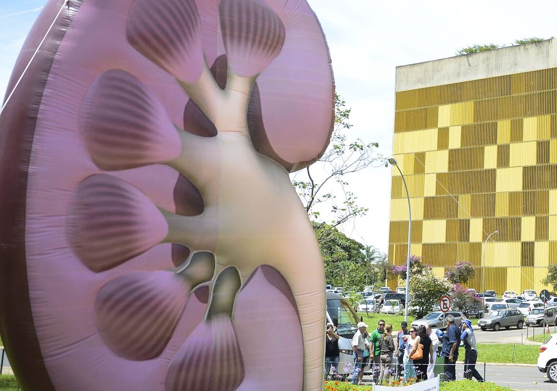 Dia Mundial do Rim: doenças renais são silenciosas e exigem atenção