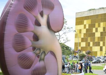 Dia Mundial do Rim: doenças renais são silenciosas e exigem atenção