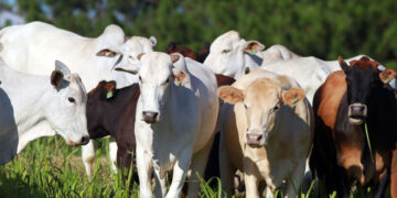 CRA pode facilitar exportação de miúdos bovinos — Senado Notícias