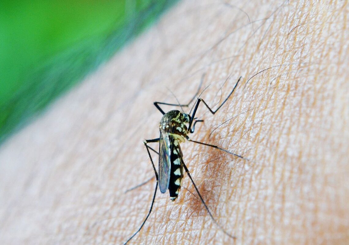 Chikungunya: entenda doença que preocupa Mato Grosso do Sul