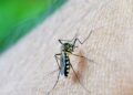 Chikungunya: entenda doença que preocupa Mato Grosso do Sul