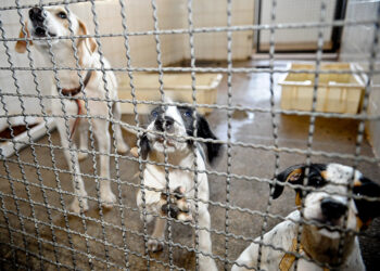 Denúncias de maus-tratos a animais poderão ter sistema nacional — Senado Notícias