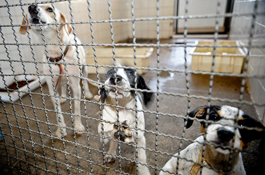 Denúncias de maus-tratos a animais poderão ter sistema nacional — Senado Notícias
