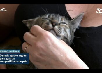 Vai à sanção projeto sobre guarda compartilhada de animais de estimação — Senado Notícias