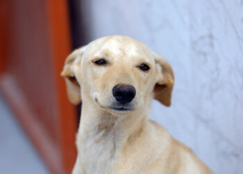 Lei define regras para a guarda compartilhada de pets — Senado Notícias