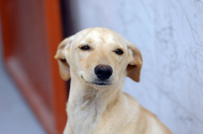 Lei define regras para a guarda compartilhada de pets — Senado Notícias
