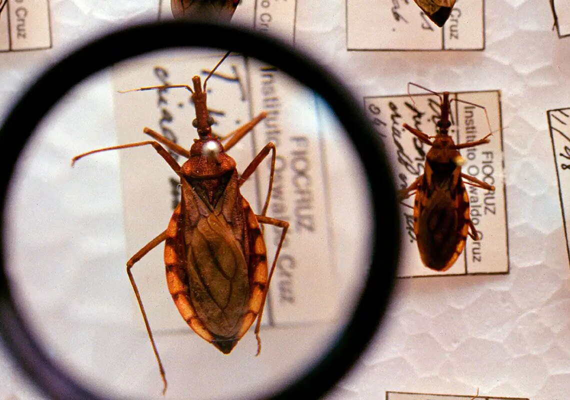 Saúde anuncia R$ 12 milhões para enfrentamento da doença de Chagas