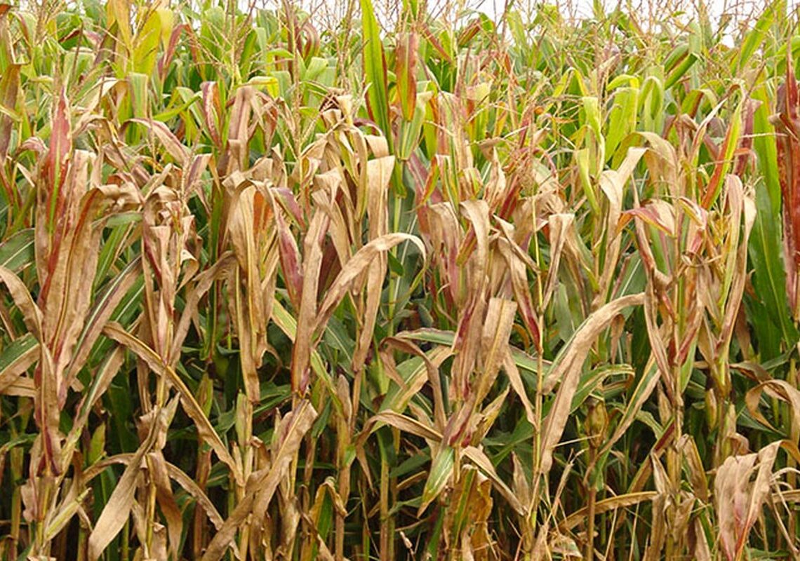 Praga do milho provoca prejuízo de R$ 33,6 bilhões por ano