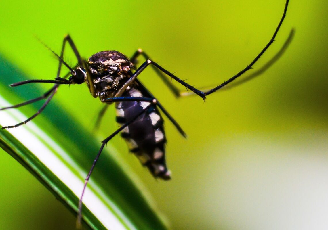 Casos de dengue no Brasil caem 75% em 2026