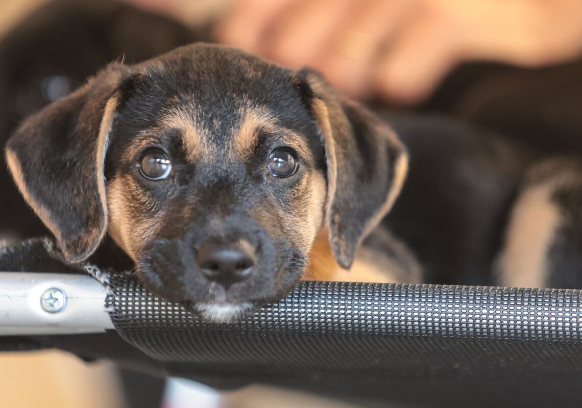 Governo abre consulta pública sobre genéricos e similares veterinários