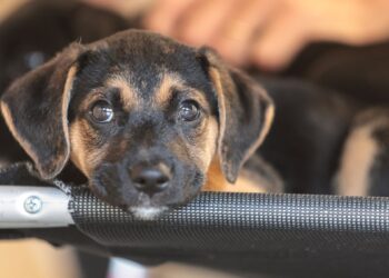 Governo abre consulta pública sobre genéricos e similares veterinários