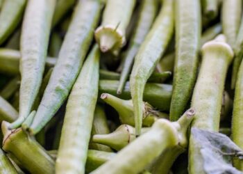 Garantia-Safra: veja lista dos que receberão pagamento em abril