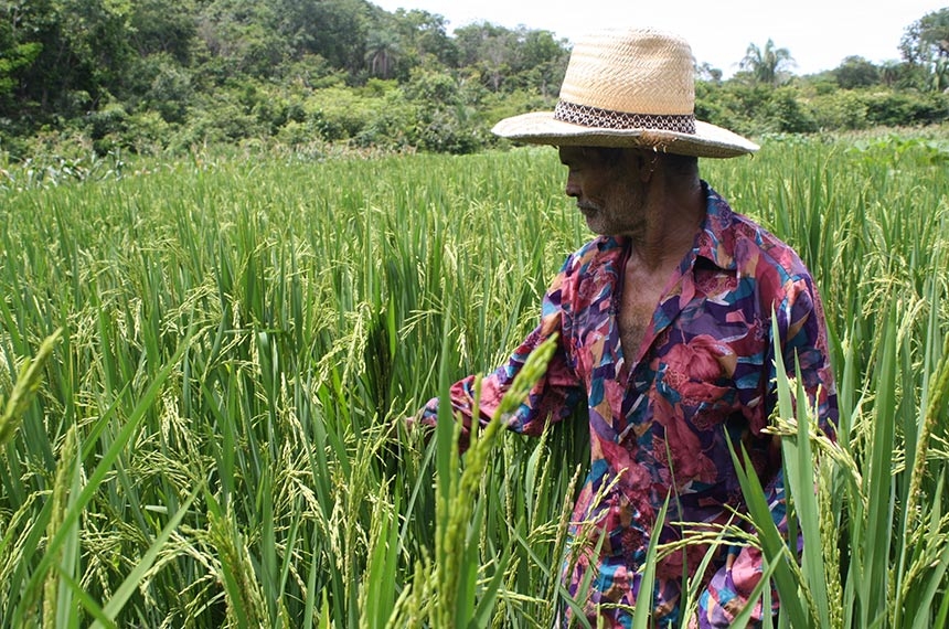 Projeto estabelece percentual de produtos da agricultura familiar em cestas básicas — Senado Notícias