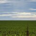 Fazenda estuda Fundo Garantidor para dívidas rurais