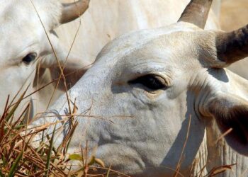 União Europeia veta compra de carne brasileira a partir de setembro