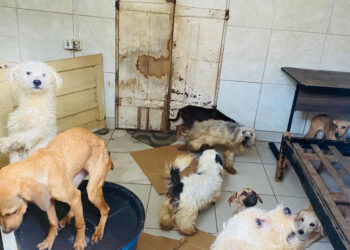 CMA vota mais proteção aos animais e penas maiores para maus-tratos — Senado Notícias