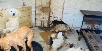 CMA vota mais proteção aos animais e penas maiores para maus-tratos — Senado Notícias