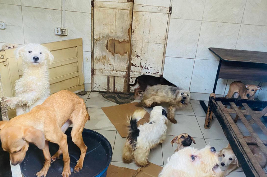 CMA vota mais proteção aos animais e penas maiores para maus-tratos — Senado Notícias