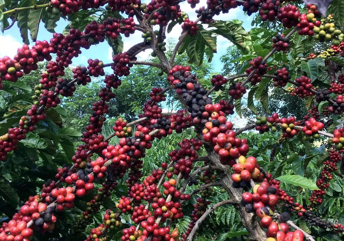 Exigências regulatórias da UE podem embarreirar pequenos cafeicultores