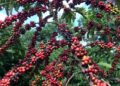 Exigências regulatórias da UE podem embarreirar pequenos cafeicultores