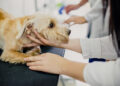 Exercício ilegal da medicina veterinária passa a ser crime — Senado Notícias