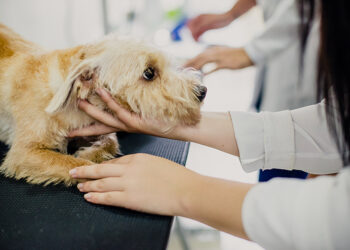 Exercício ilegal da medicina veterinária passa a ser crime — Senado Notícias