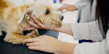 Exercício ilegal da medicina veterinária passa a ser crime — Senado Notícias