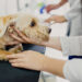 Exercício ilegal da medicina veterinária passa a ser crime — Senado Notícias