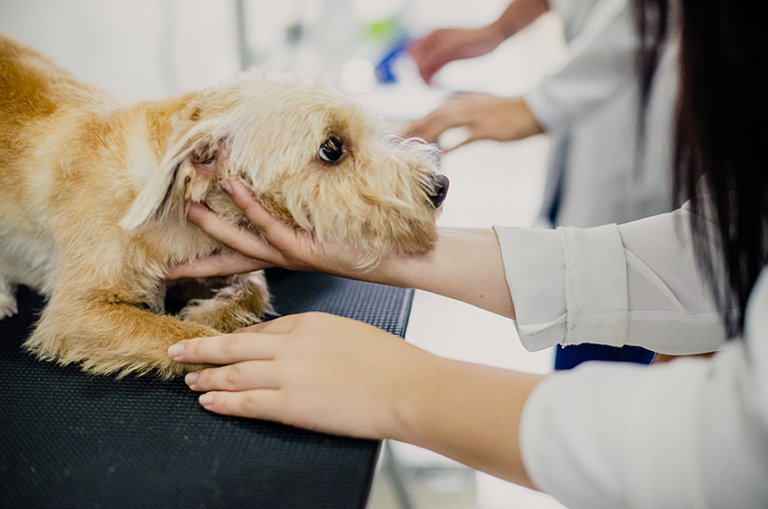Exercício ilegal da medicina veterinária passa a ser crime — Senado Notícias