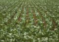 Reunião com bancada do agro termina sem acordo sobre dívidas rurais