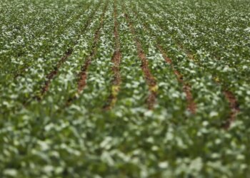 Reunião com bancada do agro termina sem acordo sobre dívidas rurais