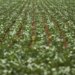 Reunião com bancada do agro termina sem acordo sobre dívidas rurais