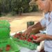 Finep vai pagar R$ 220 milhões para inovações em agricultura familiar