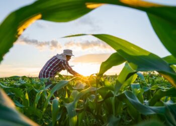 MP de dívida rural foca em perdas climáticas, diz Durigan